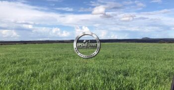 FAZENDA A VENDA 1600 HECTARES PRIMAVERA DO LESTE MT (2)