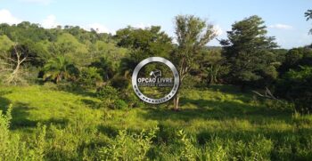 fazenda 1006 hectares para criação de gado – 12