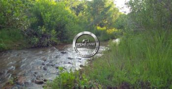 fazenda 1006 hectares para criação de gado – 15