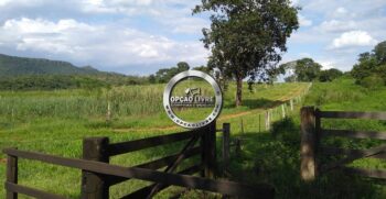 fazenda 1006 hectares para criação de gado – 3