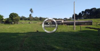 fazenda 1006 hectares para criação de gado – 4