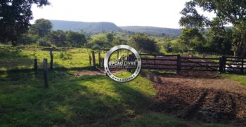 fazenda 1006 hectares para criação de gado – 5