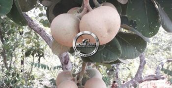 FAZENDA COM 50 HECTARES REGIÃO DE CAMPO VERDE – MT (10)