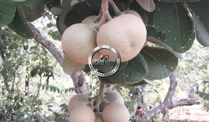 SITIO COM 50 HECTARES A VENDA EM CAMPO VERDE – MT