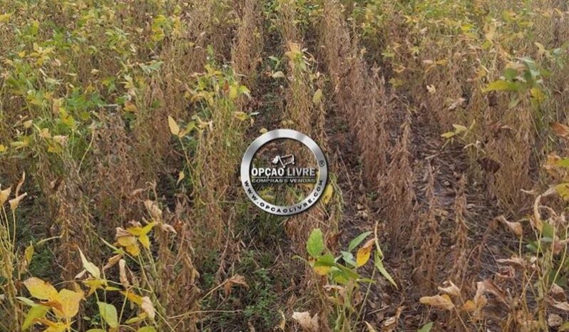 FAZENDA COM 201 HECTARES A VENDA EM PARANATINGA – MT