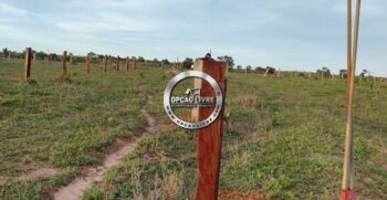 fazenda 338 hectares a venda em novo são joaquim MT (3)