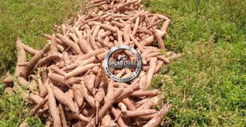 fazenda 338 hectares a venda em novo são joaquim MT (5)