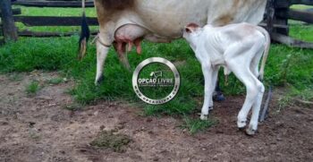 fazenda 338 hectares a venda em novo são joaquim MT (6)