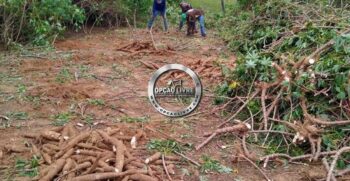 fazenda 338 hectares a venda em novo são joaquim MT (7)