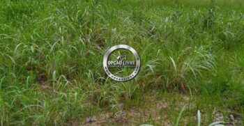 fazenda 338 hectares a venda em novo são joaquim MT (8)