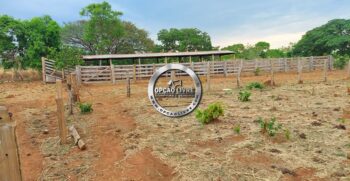 fazenda 985 hectares a venda em paranatinga MT para pecuaria e lavoura (2)