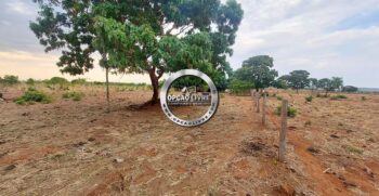 fazenda 985 hectares a venda em paranatinga MT para pecuaria e lavoura (6)