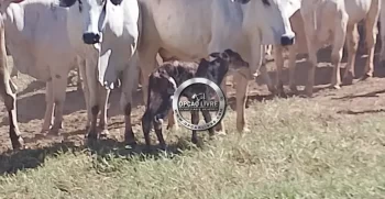 SITIO 41 HECTARES POXOREU – MT (1)