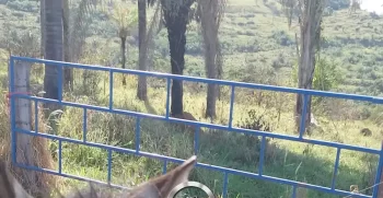 SITIO 41 HECTARES POXOREU – MT (3)