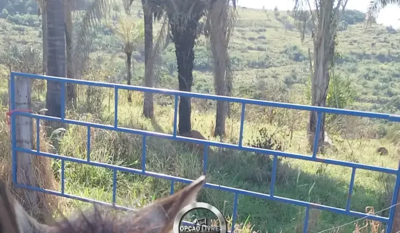 SITIO COM 41 HECTARES A VENDA EM POXOREU – MT