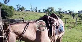 SITIO 41 HECTARES POXOREU – MT (4)