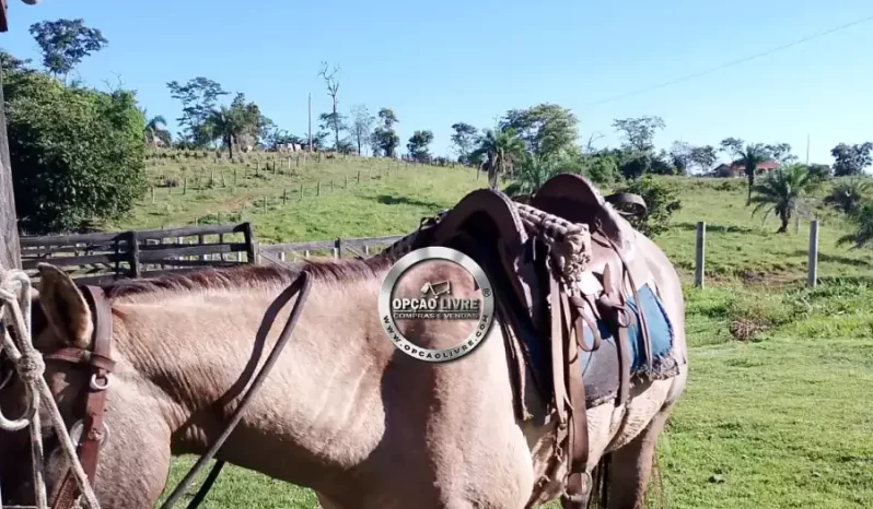 SITIO COM 41 HECTARES A VENDA EM POXOREU – MT