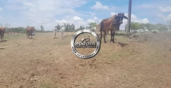 sitio 30 hectares (23)