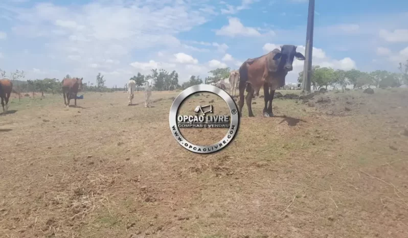 SITIO COM 32 HECTARES A VENDA EM PRIMAVERA DO LESTE – MT