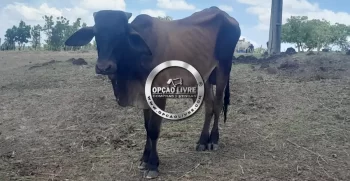 sitio 30 hectares (25)