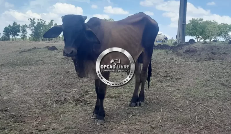 SITIO COM 32 HECTARES A VENDA EM PRIMAVERA DO LESTE – MT