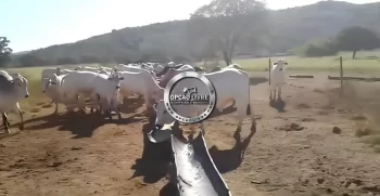 FAZENDA 2675 HECTARES (2)