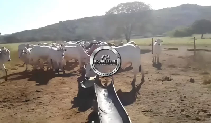 FAZENDA COM 2675 HECTARES A VENDA EM AGUA BOA – MT