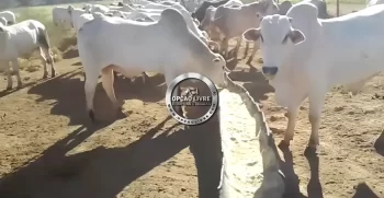 FAZENDA 2675 HECTARES (3)