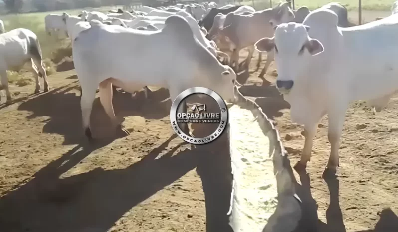 FAZENDA COM 2675 HECTARES A VENDA EM AGUA BOA – MT