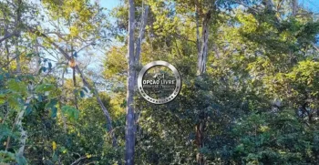 fazenda 15 mil hectares no piaui (4)