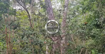 fazenda 15 mil hectares no piaui (7)