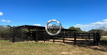 FAZENDA COM 1600 HECTARES REGIÃO DE TESOURO MT (7)