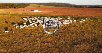 FAZENDA COM 1600 HECTARES REGIÃO DE TESOURO MT (8)