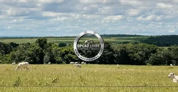 FAZENDA A VENDA COM 3229 HA NA REGIAO DE PARANATINGA – MT AREA PLANTANDO SOJA (2)