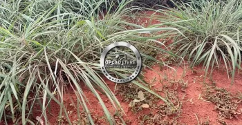 FAZENDA A VENDA COM 3229 HA NA REGIAO DE PARANATINGA – MT AREA PLANTANDO SOJA (4)